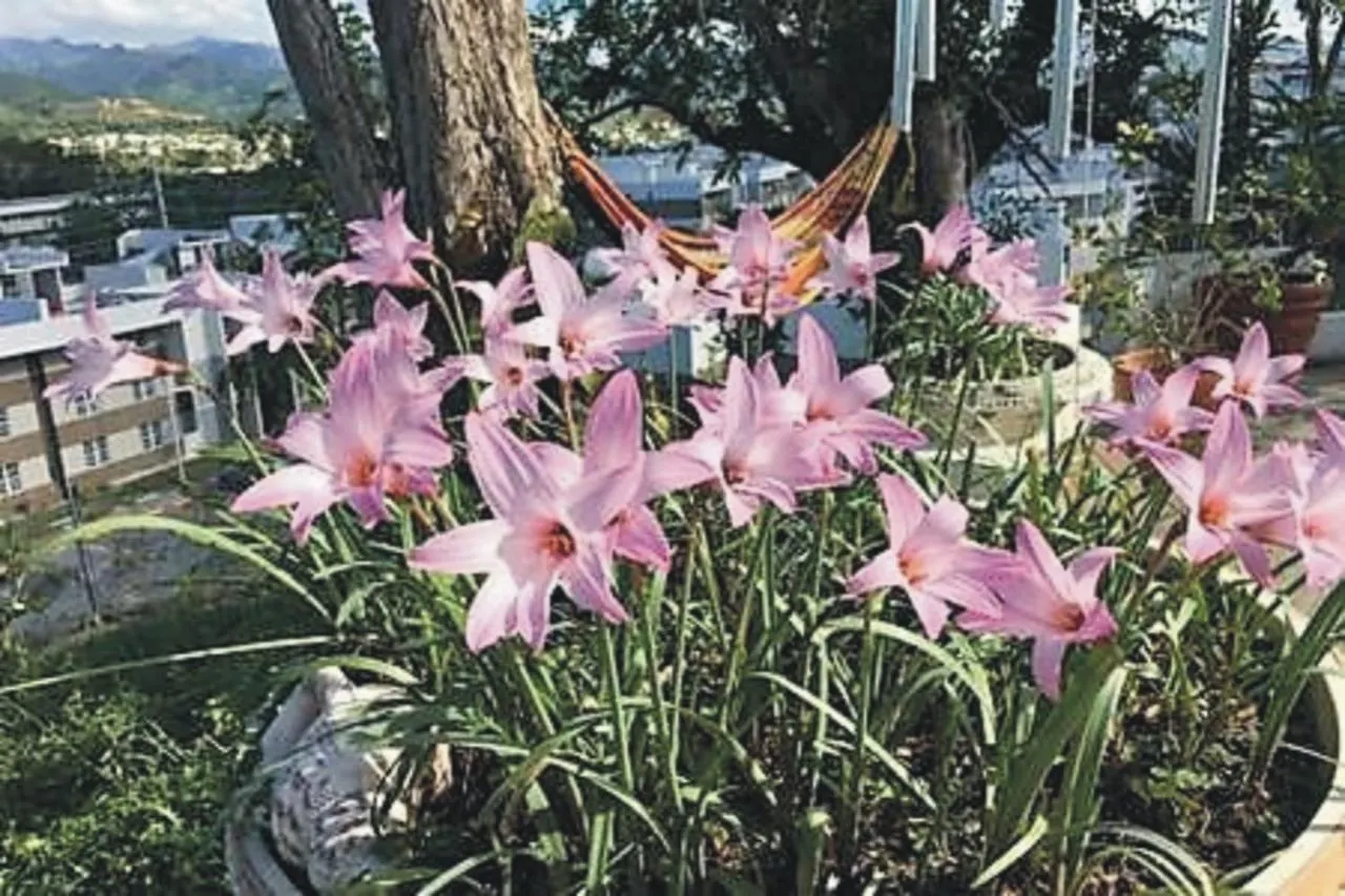 Villa Vassallo Ponce Bed & Breakfast